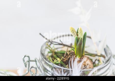Primo piano di mini giacinto in un vasetto preservante, decorato con piume, primavera o pasqua decorazione Foto Stock