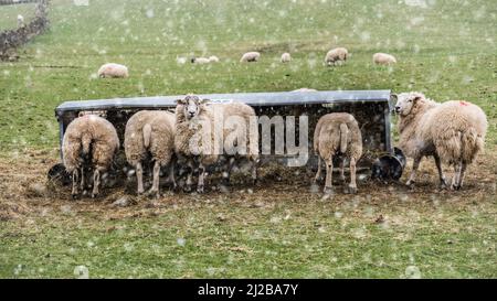 Notte neve scomparso, ma ora è seguito da leggero neve showers.This è il 31st marzo 2022 nel Yorkshire Dales.ewes sono molto vicino a lambire. Foto Stock