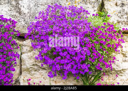 Parete di pietra naturale con piante di aubretia in fiore abbondanti Foto Stock