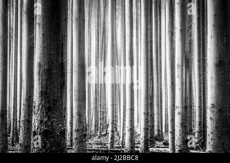 Boschetto di pini piantati in linea retta, foresta natura paesaggio sfondo lungo e alto tronchi closeup Foto Stock