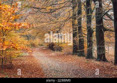 Moments of light in the colourful autumn forest. colourful foliage. deep light. falling leaves. winding paths. perfect outdoor weather. light and shad Foto Stock