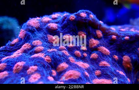 Incredibile fotografia su Chalice grande polips lapideo corallo Foto Stock