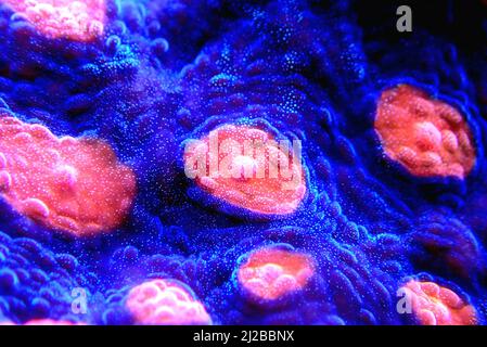 Incredibile fotografia su Chalice grande polips lapideo corallo Foto Stock