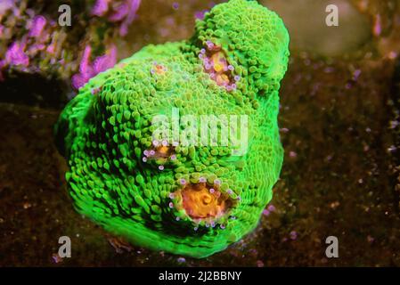 Incredibile fotografia su Chalice grande polips lapideo corallo Foto Stock