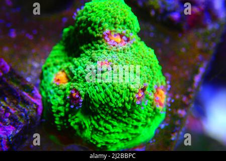 Incredibile fotografia su Chalice grande polips lapideo corallo Foto Stock