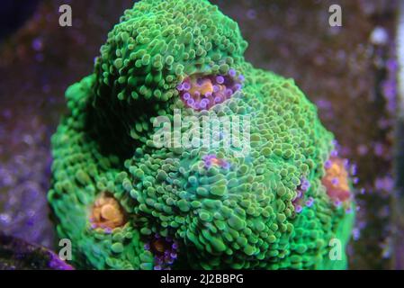 Incredibile fotografia su Chalice grande polips lapideo corallo Foto Stock