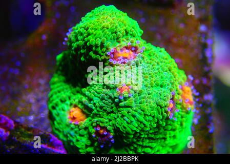 Incredibile fotografia su Chalice grande polips lapideo corallo Foto Stock