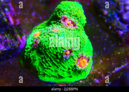 Incredibile fotografia su Chalice grande polips lapideo corallo Foto Stock