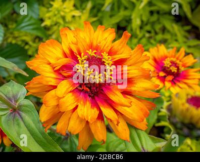 Primo piano di Zinnia haageana, Zinnia del Vecchio Messico o Zinnia messicana Foto Stock