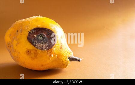 Cotogna ammuffita. Primo piano di foto di frutta di cotogna marcio su sfondo colorato. Concetto di spreco di cibo. Muffa coperto cibo. Attendere a lungo. Foto Stock