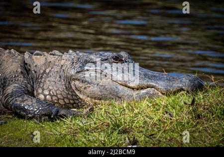 Alligatore americano sulle rive del fiume Myakka nel Myakka River state Park a Sarasota Florida USA Foto Stock