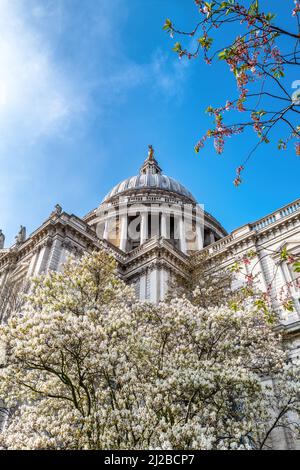 La cupola della famosa Cattedrale di St Pauls, Londra. Primavera con fiori di ciliegio rosa e bianco, che circondano la bella architettura di Sir Chris Foto Stock