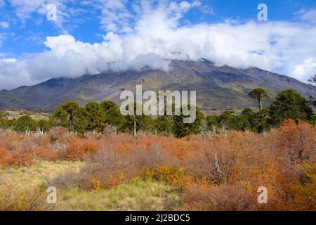 Parco Nazionale di Villarrica. Regione di Araucania. Cile. Foto Stock