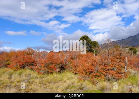 Parco Nazionale di Villarrica. Regione di Araucania. Cile. Foto Stock