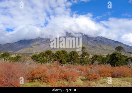 Parco Nazionale di Villarrica. Regione di Araucania. Cile. Foto Stock