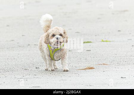 Un'azione di un Labradoodle in miniatura che corre verso la macchina fotografica sulla spiaggia di Calgary, sull'isola di Mull, Scozia. Foto Stock