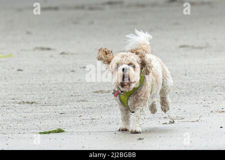 Un'azione di un Labradoodle in miniatura che corre verso la macchina fotografica sulla spiaggia di Calgary, sull'isola di Mull, Scozia. Foto Stock