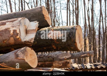 Mucchio di tronchi di tronchi, legname legno forestale industria del legno. Foto Stock