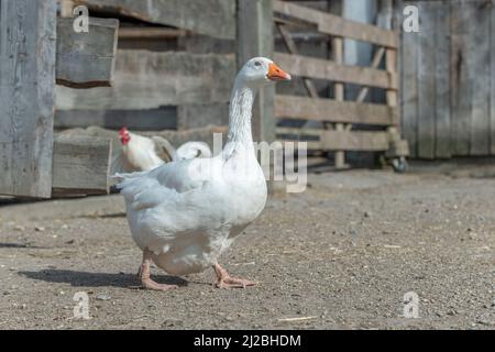 Oche domestiche (Anser anser domesticus) in un cortile. Alsazia, Francia. Foto Stock