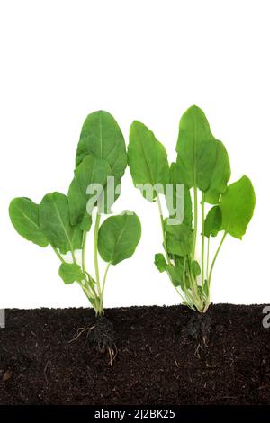 Spinaci piante vegetali che crescono nel terreno, vista in sezione trasversale. Cibo biologico sano prodotti locali, giardinaggio natura concetto su sfondo bianco. Foto Stock