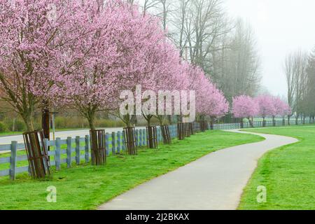 Footpath line with cherry trees with pink blossom on a misty morning passing through cut green grass Foto Stock