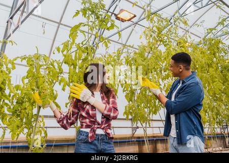 Agricoltori multietnici in guanti controllo piante in serra Foto Stock