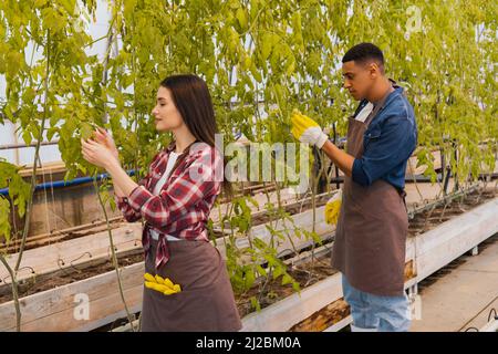 Vista laterale degli agricoltori interrazziali in grembiuli che controllano le piante in serra Foto Stock