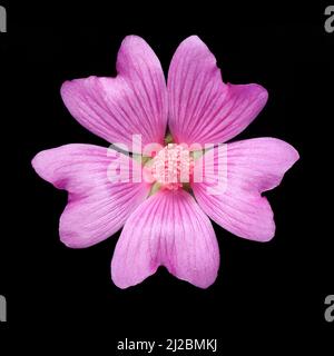 Comune Mallow, Malva sylvestris. Sfondo nero, una bella 'erbaccia' di terreno di scarto, verga di strada e giardini/ Foto Stock