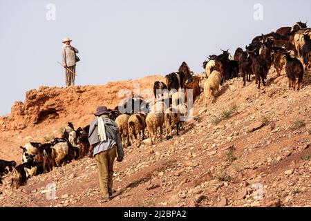 Pastori locali che si accollano greggi di pecore nelle montagne dell'Alto atlante in marocco Foto Stock