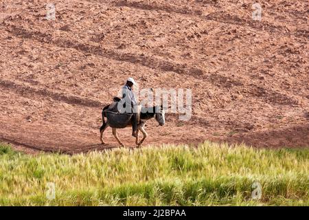 Uomini locali che cavalcano un asino su un filed nella parte meridionale del Marocco, africa Foto Stock