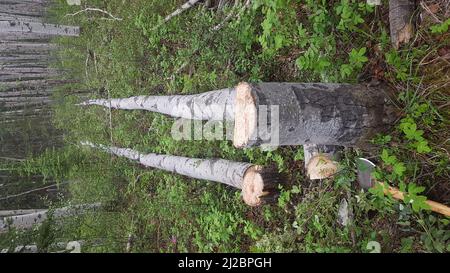 Un colpo verticale di due alberi di aspen tagliati in una foresta Foto Stock