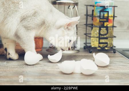 Divertente gatto bianco britannico ruba le conchiglie d'uovo dalla cucina. Foto Stock