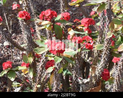 Fioritura rossa di Cristo spina pianta Euphorbia milli con spine acuminate Foto Stock