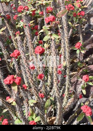 Fioritura rossa di Cristo spina pianta Euphorbia milli con spine acuminate Foto Stock