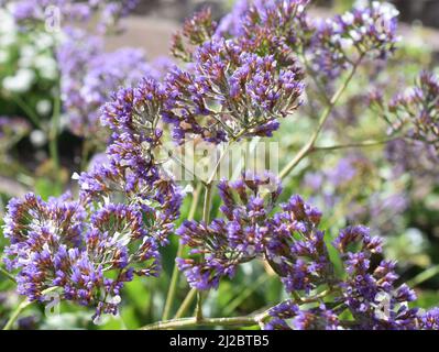 Lavanda di mare Limonio perezii fiorito con piccoli fiori bianchi e porpora Foto Stock