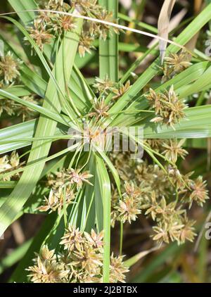 Ombrello pianta fioritura papiro Cyperus alternifolius Foto Stock