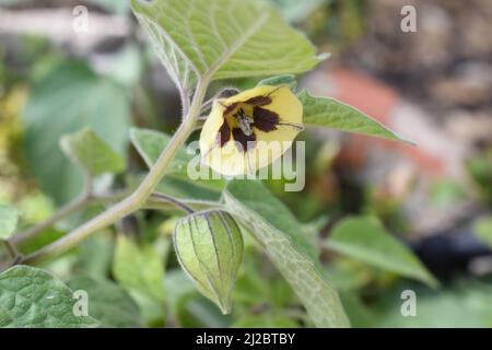 Fiore e unmipe di semi su cape gooseberry Physalis peruviana pianta Foto Stock