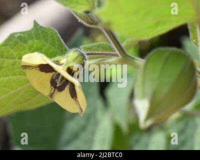 Fiore e unmipe di semi su cape gooseberry Physalis peruviana pianta Foto Stock