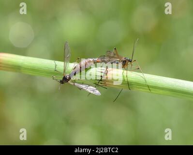 Gru Phantom Fly Ptychoptera accoppiamento su stelo della pianta Foto Stock