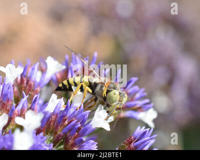 La sabbia vespa bembix flavescens bere nettare in un fiore di Limonio Foto Stock