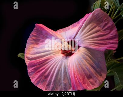 Grande fiore di ibisco rosa e bianco in fiore su sfondo scuro. Foto Stock