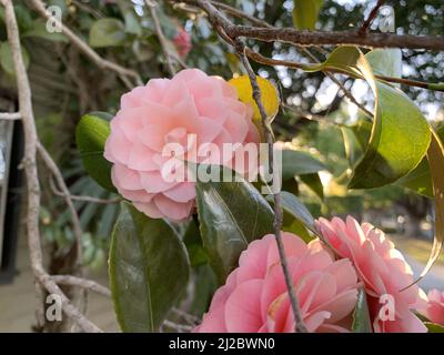 Primo piano di una Camellia rosa appesa a un ramo sottile Foto Stock