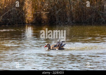 Un'anatra di mallardo si infila in un laghetto con ali che batte e un sacco di gocce e spruzzi d'acqua Foto Stock