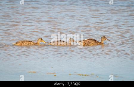 Tre anatre di mallardo che nuotano in linea in una delle lagune a RSPB Titchwell sulla costa nord di Norfolk, Inghilterra, Regno Unito Foto Stock