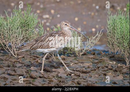 Un Curlew sul fango vicino al bordo delle acque di una delle lagune a RSPB Titchwell sulla costa nord del Norfolk a RSPB Titchwell Foto Stock