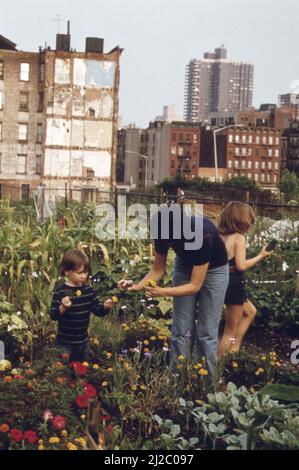 Gli agricoltori della città coltivano un fiorente giardino ca. 1973 Foto Stock