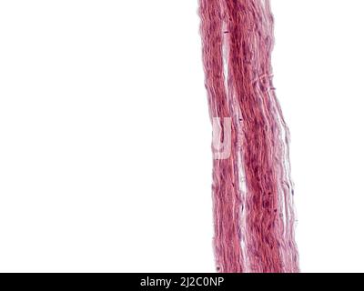 Una foto interessante scattata al microscopio. Fibre non mielinate nei nervi periferici. Sezione longitudinale. Ematossilina ed Eosina colorante. Foto Stock