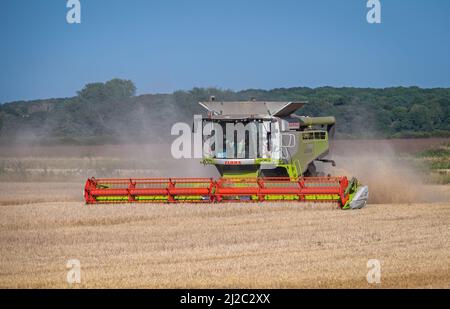 Mietitrebbia al lavoro per il taglio di colture in un campo a Heacham, Hunstanton, Norfolk, Inghilterra, Regno Unito, in una giornata estiva brillante. Foto Stock