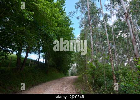 Una bella foto di una strada forestale circondata da una fitta vegetazione. Foto Stock