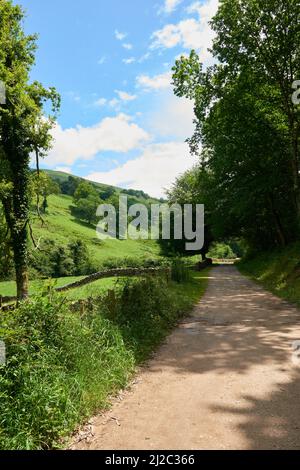 Una bella foto di una strada forestale circondata da una fitta vegetazione. Foto Stock